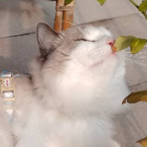 宠物头像