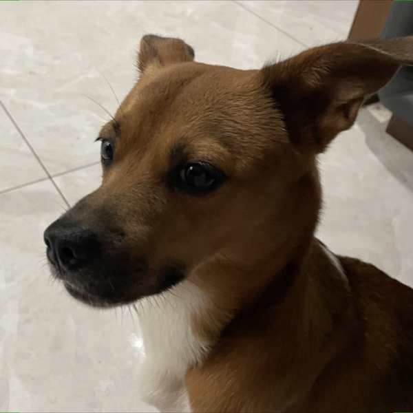 宠物头像